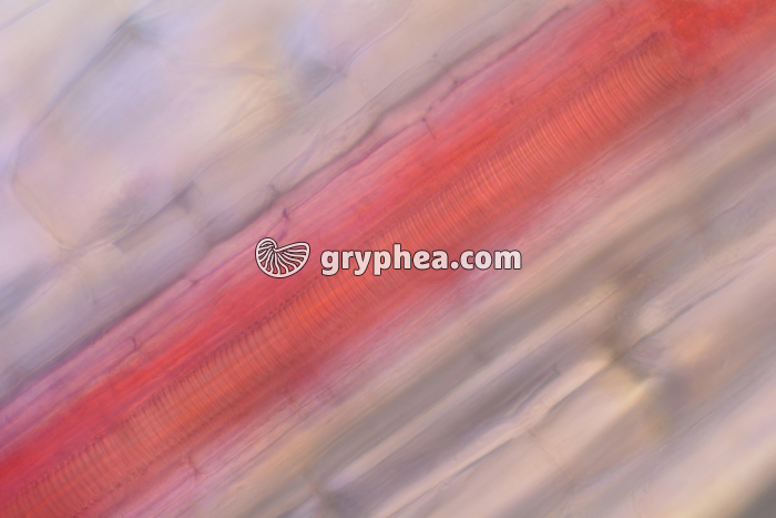 Vaisseaux conducteurs de la sève brute (Cebette) CL x100 - gryphea.com